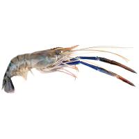 ราคา กุ้งก้ามกรามใหญ่(เป็น) กก.ละ (159157702177768)