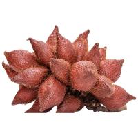 ราคา สละพันธ์สุมาลี 5 กก.ขึ้นไป กก.ละ (398088952536775)