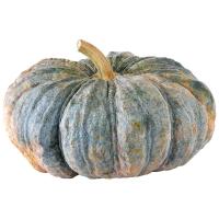 ราคา ฟักทอง ยกลูก (5 กก./ลูก) กก.ละ (526994970057174)