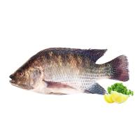 ราคา Mpro_ปลานิลขนาด 700ก./ตัว (7539289948355)