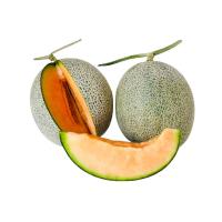 ราคา เมลอน เนื้อส้ม ยกลูก กก.ละ (354877844049008)