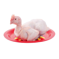 ราคา ไก่ล้วงเครื่องใน (1.7-2.7กก/ตัว) (586239371484392)