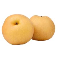 ราคา Pre_สาลี่หิมะ แพ็ค 4 ลูก (183062943187061)