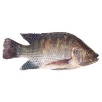 ราคา ปลานิลควักไส้ ขอดเกล็ด 700-900ก. (409707990118658)