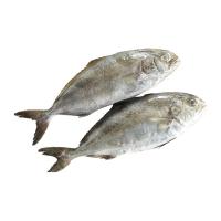 ราคา ปลาสำลี ขนาดกลาง 1 กก. (719830946857957)