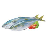 ราคา ปลาสำลีนำเข้าแช่แข็ง ไซส์ M (0.4-1 กก./ตัว) 1 กก. (689213607017116)