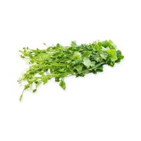 ราคา ตำลึง 150 ก. (7543242457283)