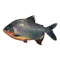 ราคา ปลาจะละเม็ดน้าจืด 1 ตัว ( ประมาณ 1-2.5 กก./ตัว) (837222723822419)