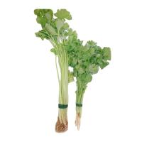 ราคา ผักชี+ขึ้นฉ่าย 150 กรัม แพ็คละ (7275697242307)