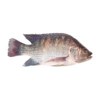 ราคา ปลานิล 1.2-1.5 กก. (810236170009599)