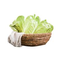 ราคา โครงการหลวง สลัดเบบี้คอส แพ็ค 200 ก. (7542470312131)