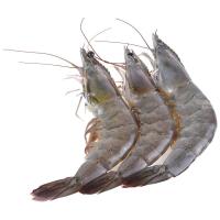 ราคา กุ้งขาวจัมโบ้(แช่แข็งละลาย) กก.ละ (899947074549774)