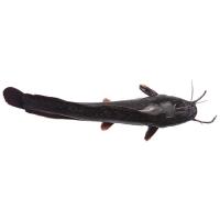 ราคา ปลาดุกเล็ก 200-400ก. กก ละ (869258865666853)