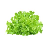 ราคา โครงการหลวง มินิกรีนโอ๊ค 200 ก. (773263260385436)