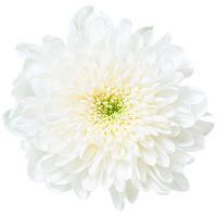 ราคา เบญจมาศ ดอกช่อสีขาว กำละ (540161157495383)