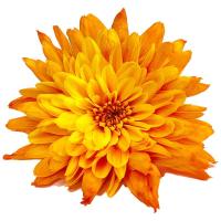 ราคา เบญจมาศ ดอกช่อสีส้ม กำละ (91181885413945)