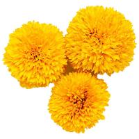 ราคา เบญจมาศ ดอกช่อสีเหลือง กำละ (118811768472567)