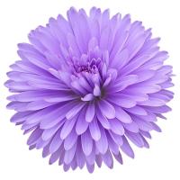 ราคา เบญจมาศ ดอกช่อสีม่วง กำละ (118688809218623)