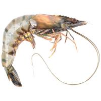 ราคา กุ้งกุลาดำใหญ่ กก.ละ (492215825250145)