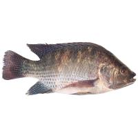 ราคา ปลานิล 1.2-1.5 กก. กก.ละ (124846521226124)