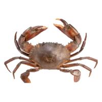 ราคา ปูทะเลไข่_ล (เป็น) กก.ละ (387168382774255)