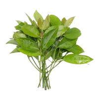 ราคา ใบชะมวง 300 กรัม แพ็คละ (7422337581251)