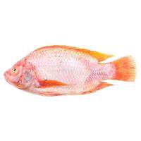 ราคา ปลาทับทิมควักไส้ขอดเกล็ด500-700ก. (840979867421988)