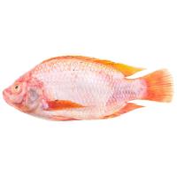 ราคา ปลาทับทิมขนาด 5-7 ขีด กก.ละ (656516820577865)