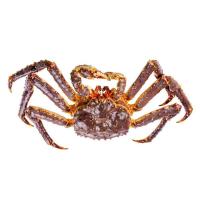 ราคา ปูยักษ์เป็น กก ละ (933823253613664)