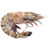 ราคา กุ้งกุลาดำ 40-45 ตัว/กก. กก.ละ (846680333861165)