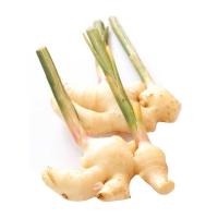 ราคา ขิงอ่อน 100 กรัม แพ็คละ (7422338498755)