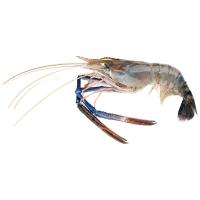 ราคา กุ้งแม่น้ำ (5-6ตัว/กก.) กก.ละ (294834545298742)