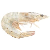 ราคา กุ้งขาวเล็ก แช่แข็งละลาย กก.ละ (626493771211553)