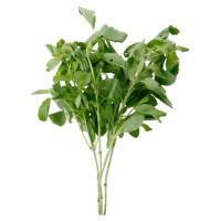 ราคา ใบกะเพรา กก.ละ (26656388)