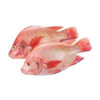 ราคา ปลาทับทิมจัมโบ้ตัวละ (71072632)