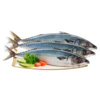 ราคา ปลาซาบะ L ตัวละ (73722782)