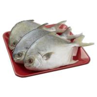 ราคา ปลาจาระเม็ดทอง 300-400ก ตัวละ (74282360)