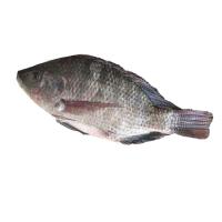 ราคา ซีพี ปลานิล M ตัวละ CP (51493991)