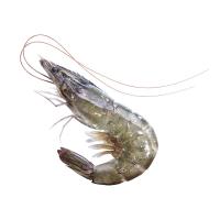 ราคา CP กุ้งขาว PACIFIC PM 26/30 กก. ละ CP (51269301)