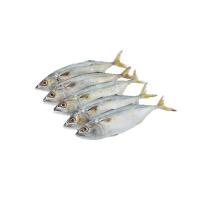 ราคา ปลาทูนำเข้าไซส์ S กก.ละ (75569515)