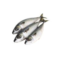 ราคา ปลาซาบะไซส์ S กก.ละ (75569513)