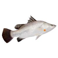 ราคา ซีพี ปลากะพง M ตัวละ CP (51494045)