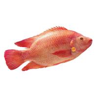 ราคา ซีพี ปลาทับทิม L ตัวละ CP (51187812)