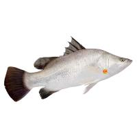 ราคา ซีพี ปลากะพง L ตัวละ CP (51494051)