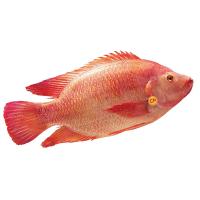 ราคา ซีพี ปลาทับทิมเป็น L ตัวละ CP (51187806)