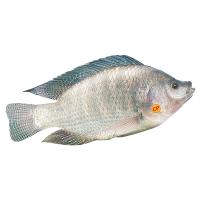 ราคา ซีพี ปลานิล L ตัวละ CP (51494008)