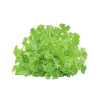 ราคา เวจ สเตอร์ กรีนโอ๊คออแกนิก แพ็คละ VEG STER (51398088)