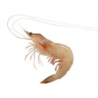 ราคา กุ้งแชบ๊วย(25-30 ตัวต่อกิโล) กก.ละ (52195167)