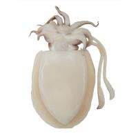 ราคา หมึกกระดอง กก.ละ (52195305)