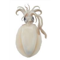 ราคา หมึกหอมลอก กก.ละ (52195288)